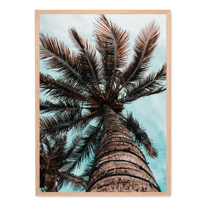 Palm Tree