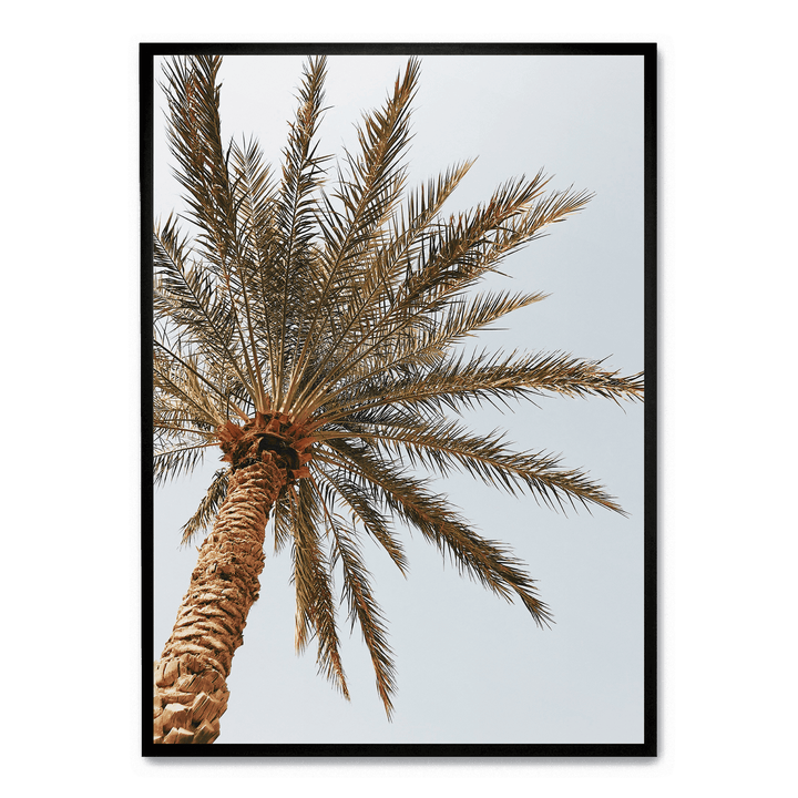 Palm Tree Seen From Below