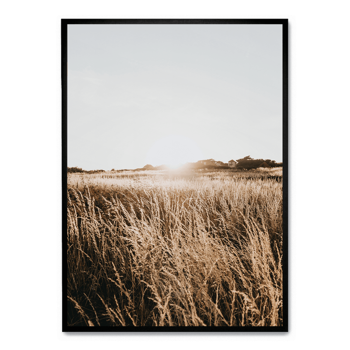 Sunshine In The Field