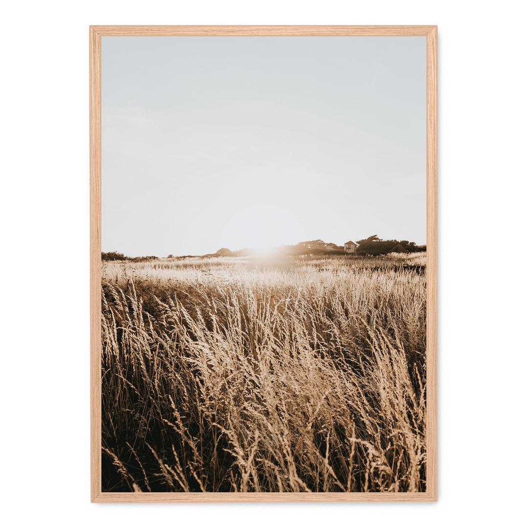 Sunshine In The Field