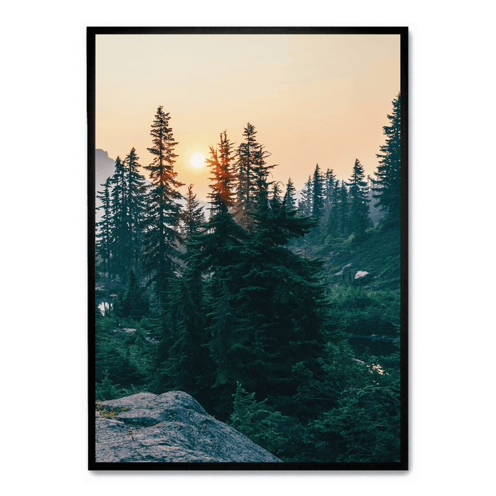 Sunshine In The Woods