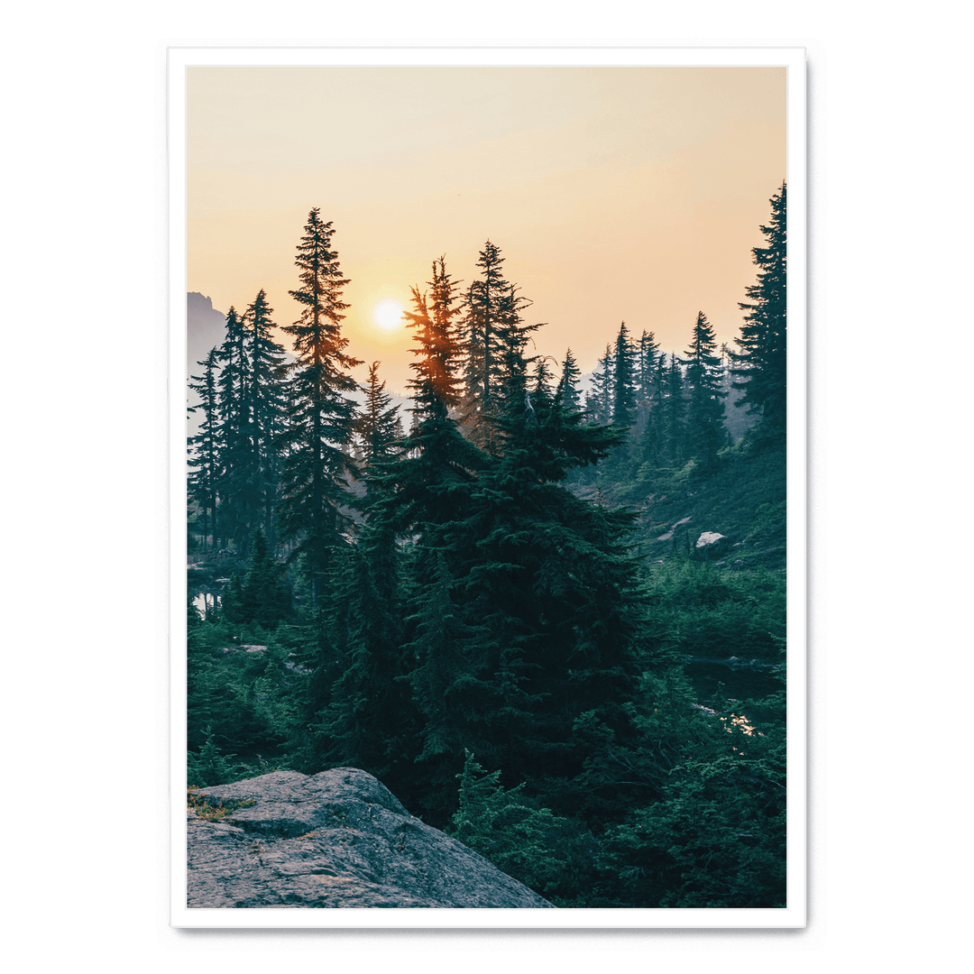 Sunshine In The Woods