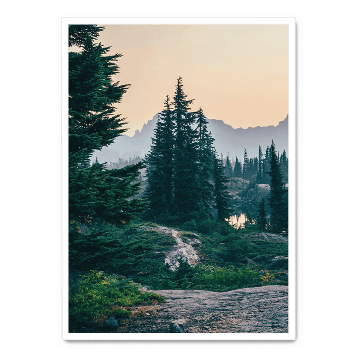 Sunshine In The Woods2