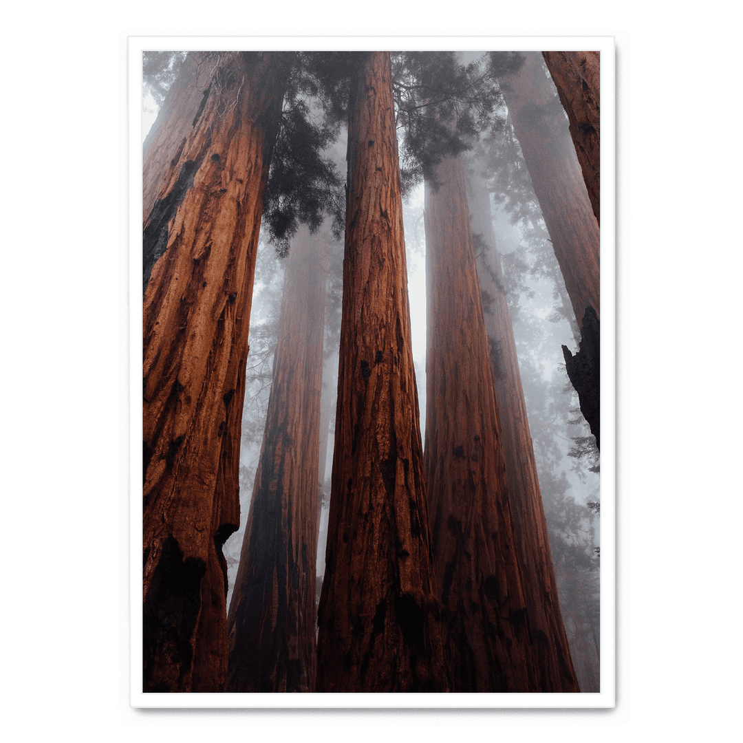 The Trees In The Forest