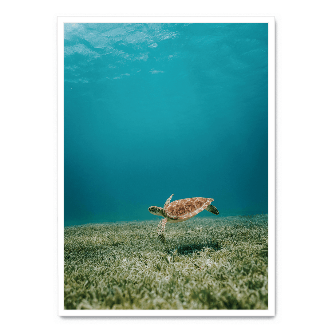 Turtle Underwater